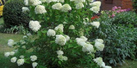 Hydrangea paniculata erli sensation: sadnja i njega, fotografije, recenzije